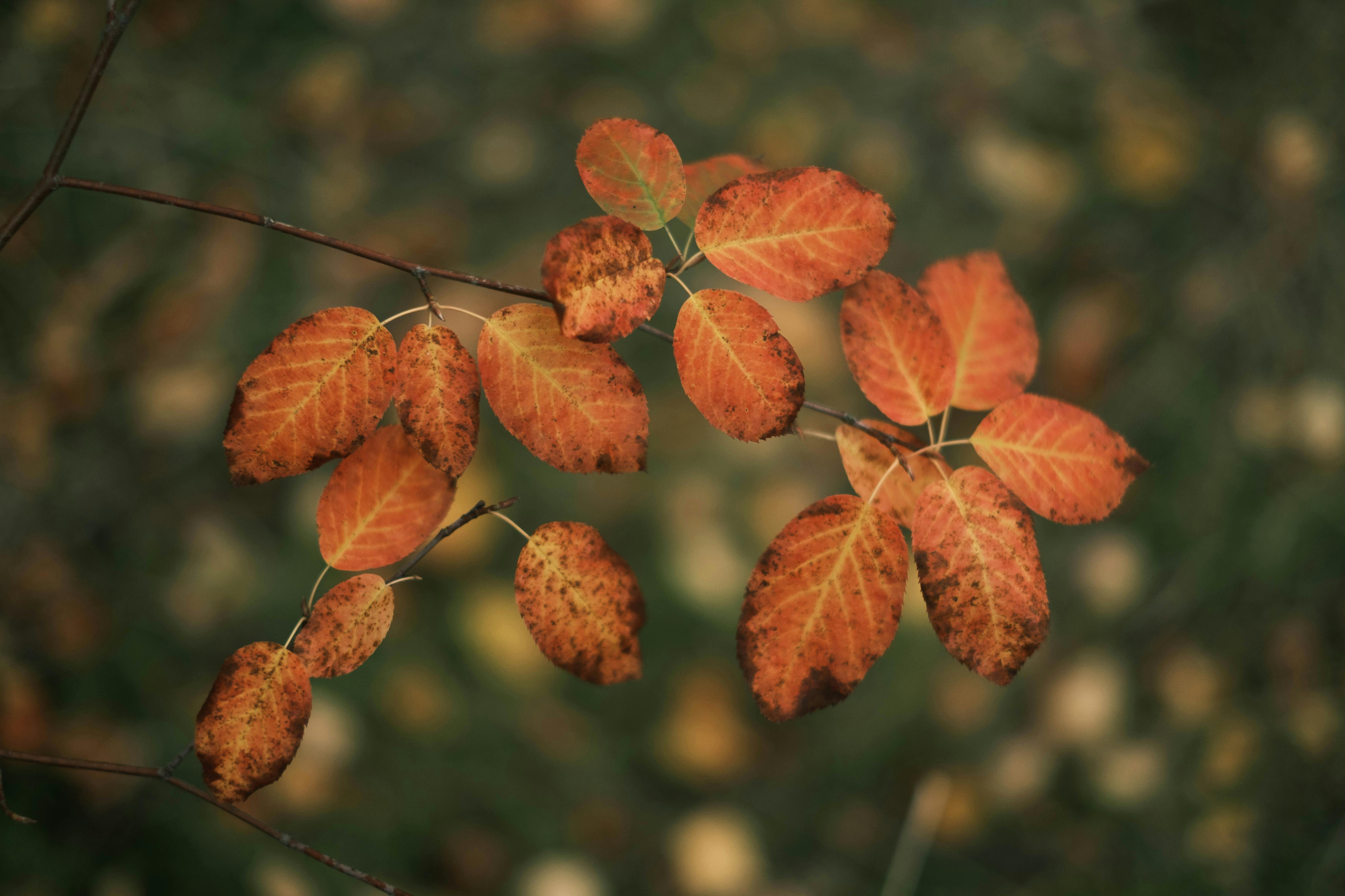 Vibrant autumn leaves with a soft focus background create a serene fall scene.