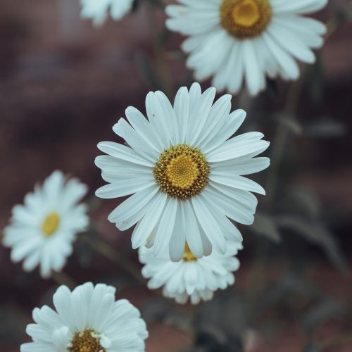 Free A cluster of vibrant white daisies blooming outdoors, showcasing their delicate petals. Stock Photo