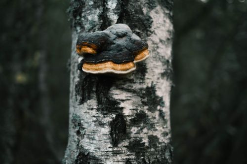 Free Close-up of a mushroom growing on textured birch bark in a natural forest setting. Stock Photo