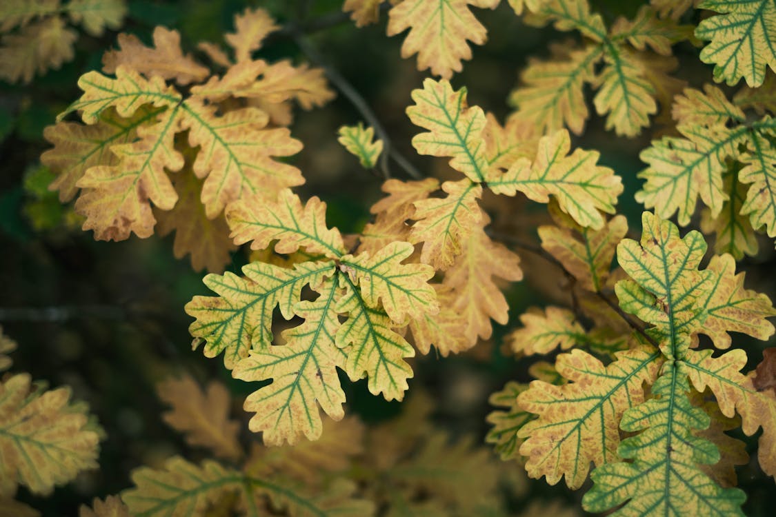 Close-up of Yellowing Oak Leaves 