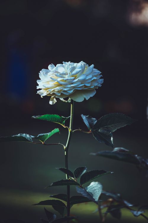 Free Close-up of a blooming white rose in a dark garden, highlighting its delicate petals. Stock Photo