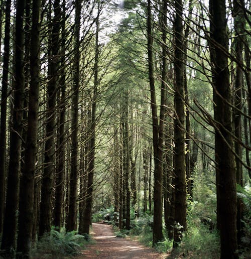 Unpaved Pathway Between Trees