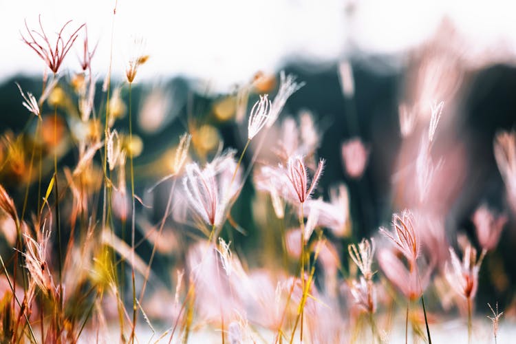 Close-up Of Wild Dry Grass On A Field 