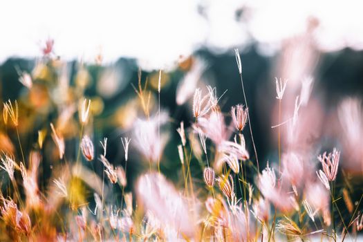 Feather Windmill Grass Photo
