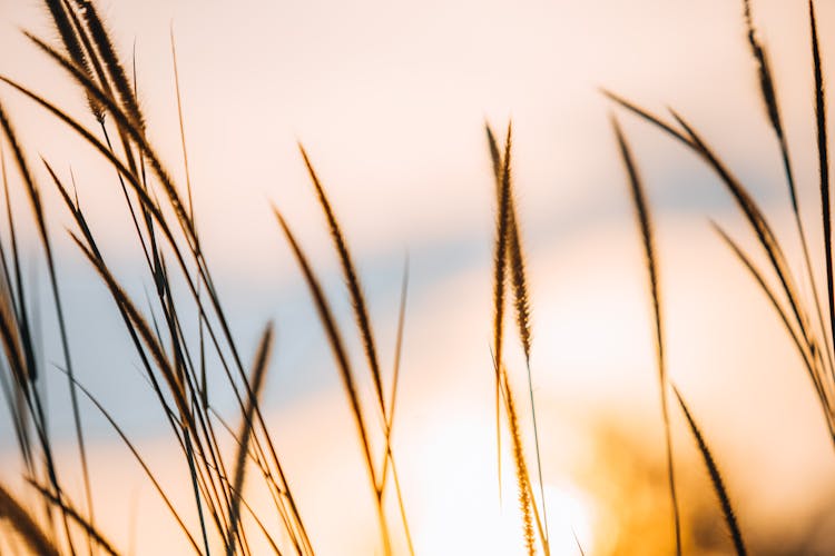 Silhouettes Of Wheat Blades Against Sunset