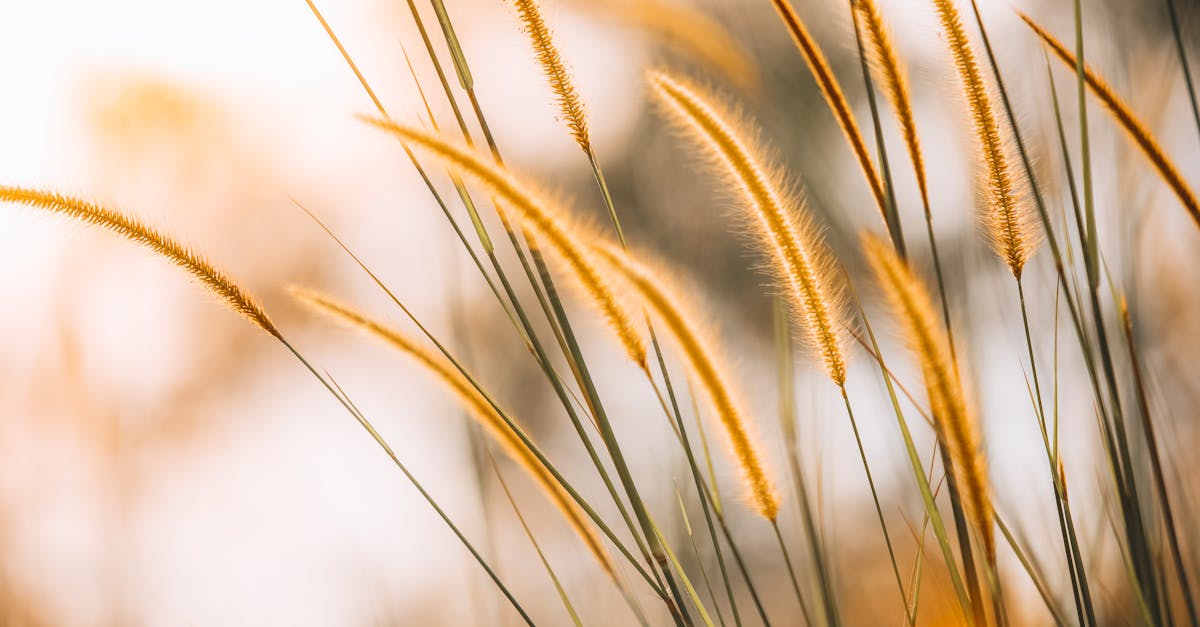Reed Grass in Close-Up Photography · Free Stock Photo