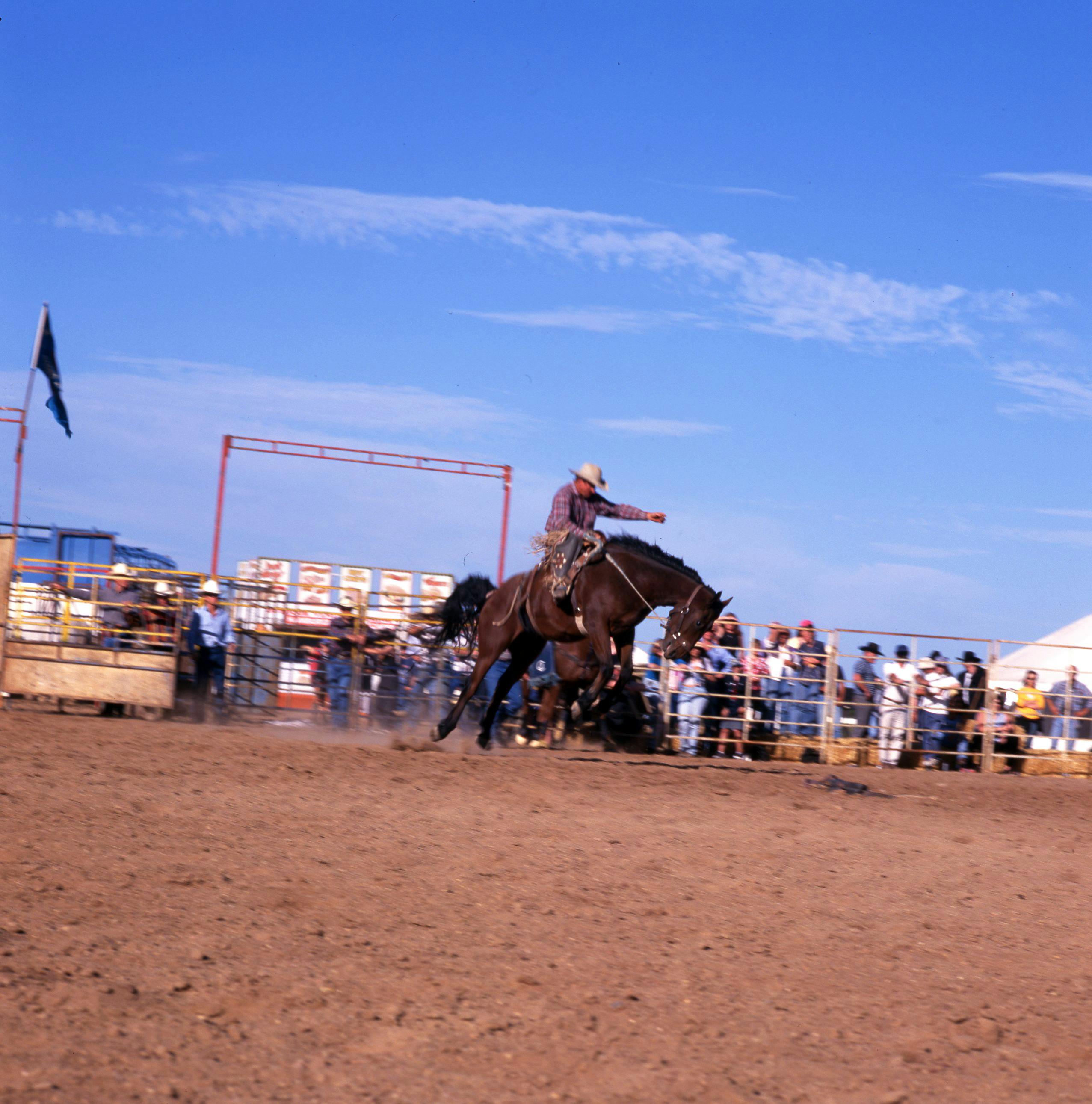 Free stock photo of buck, horseback riding, horseman