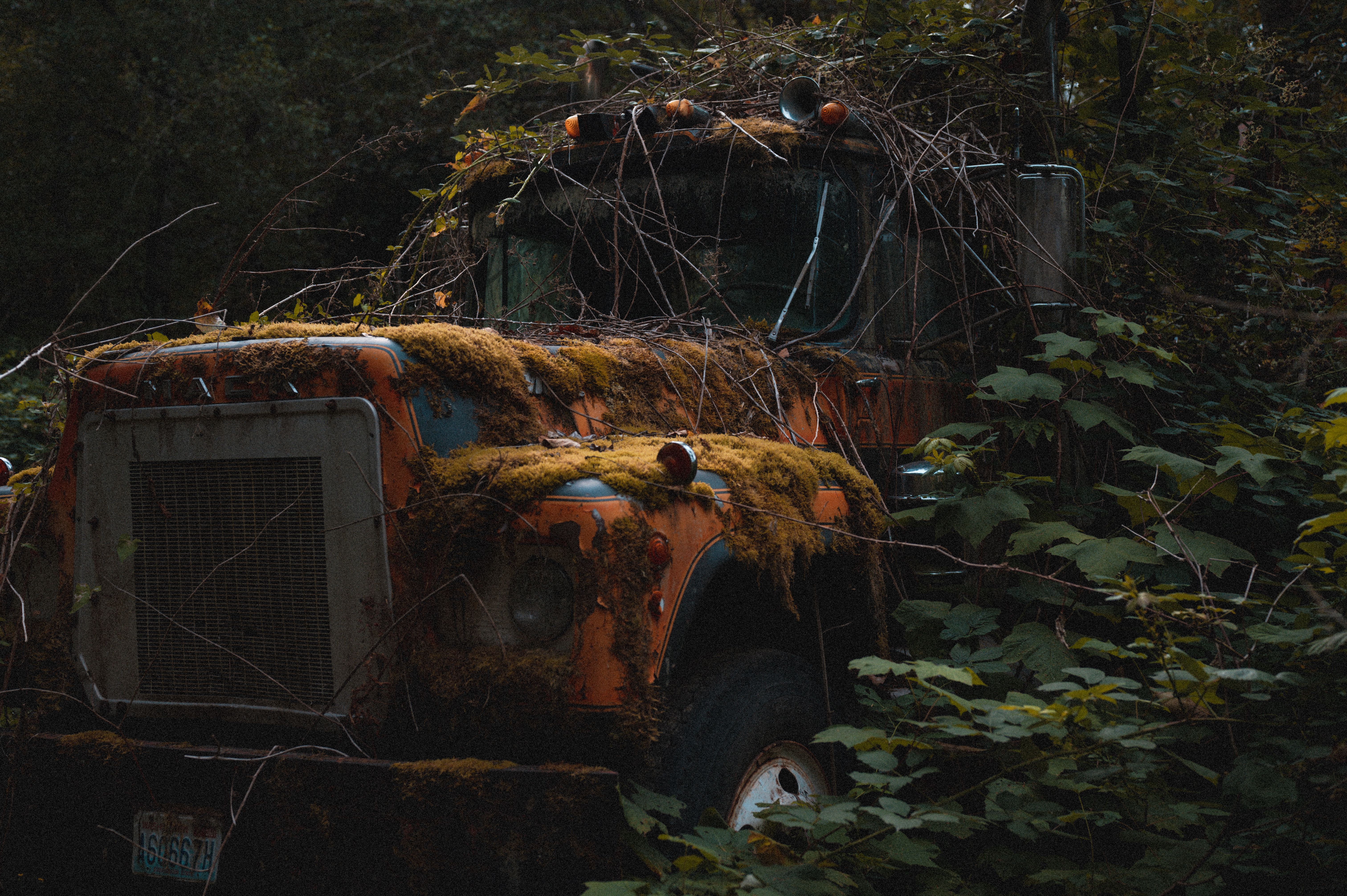 Old Truck in Moss and Plants Abandoned in Forest · Free Stock Photo