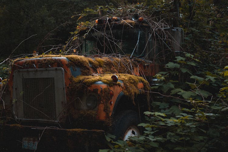 Old Truck In Moss And Plants Abandoned In Forest