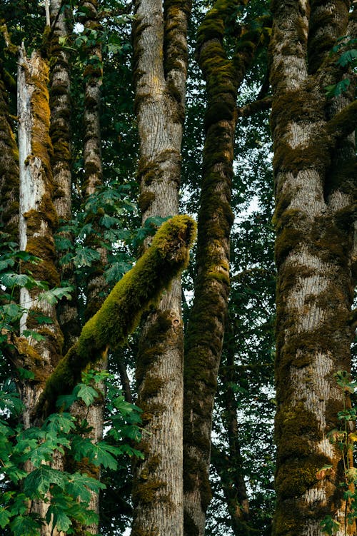 Green Moss on the Tree Trunks