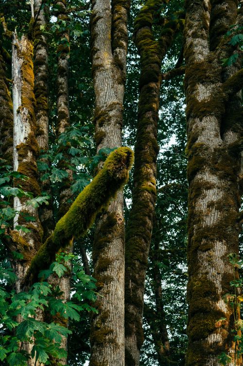 Free Vertical view of moss-covered tree trunks in a dense, green forest. Stock Photo