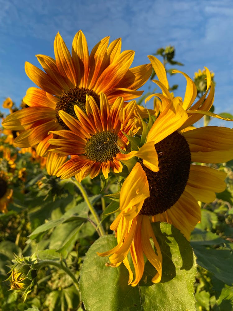 Sunflowers Growing In Field