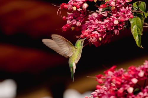 Close Up Photo of Bird Flying near Flowers