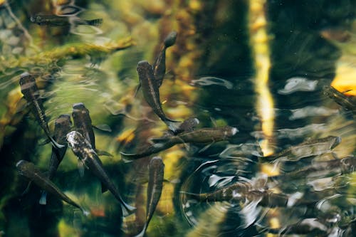 Foto d'estoc gratuïta de aigua neta, animals, fotografia d'animals