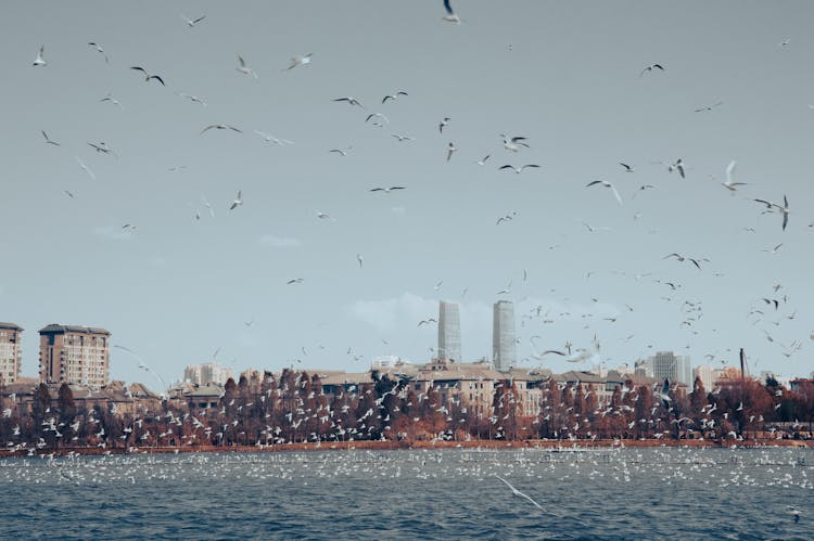 Flock Of Birds Flying Over The Ocean