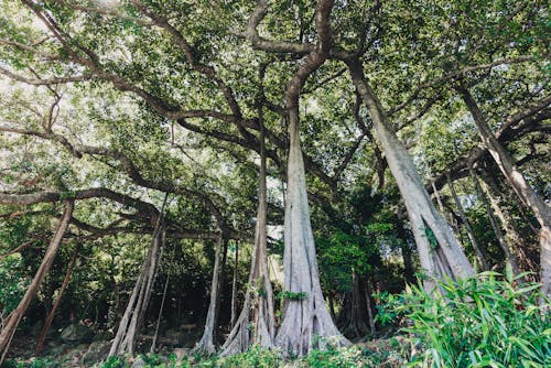 Tall Banyan Trees in the Forest