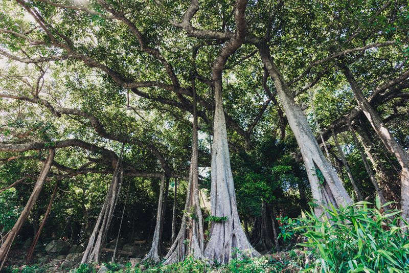 Suasana hutan trembesi berlumut Hutan De Djawatan Banyuwangi