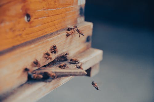 Bees in Close Up Shot