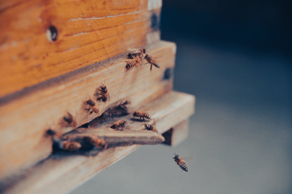 Kostnadsfri bild av bin, insekt, insektsfotografering