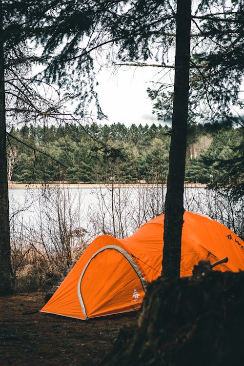 Gratis stockfoto met bomen, Bos, buiten