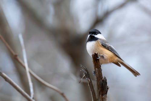 Close-Up Shot of a Black-Capped Chickadee 