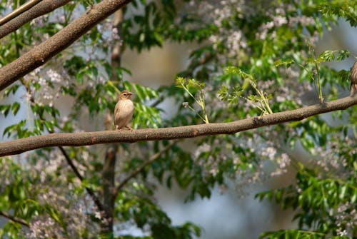 Photos gratuites de animal, aviaire, branches