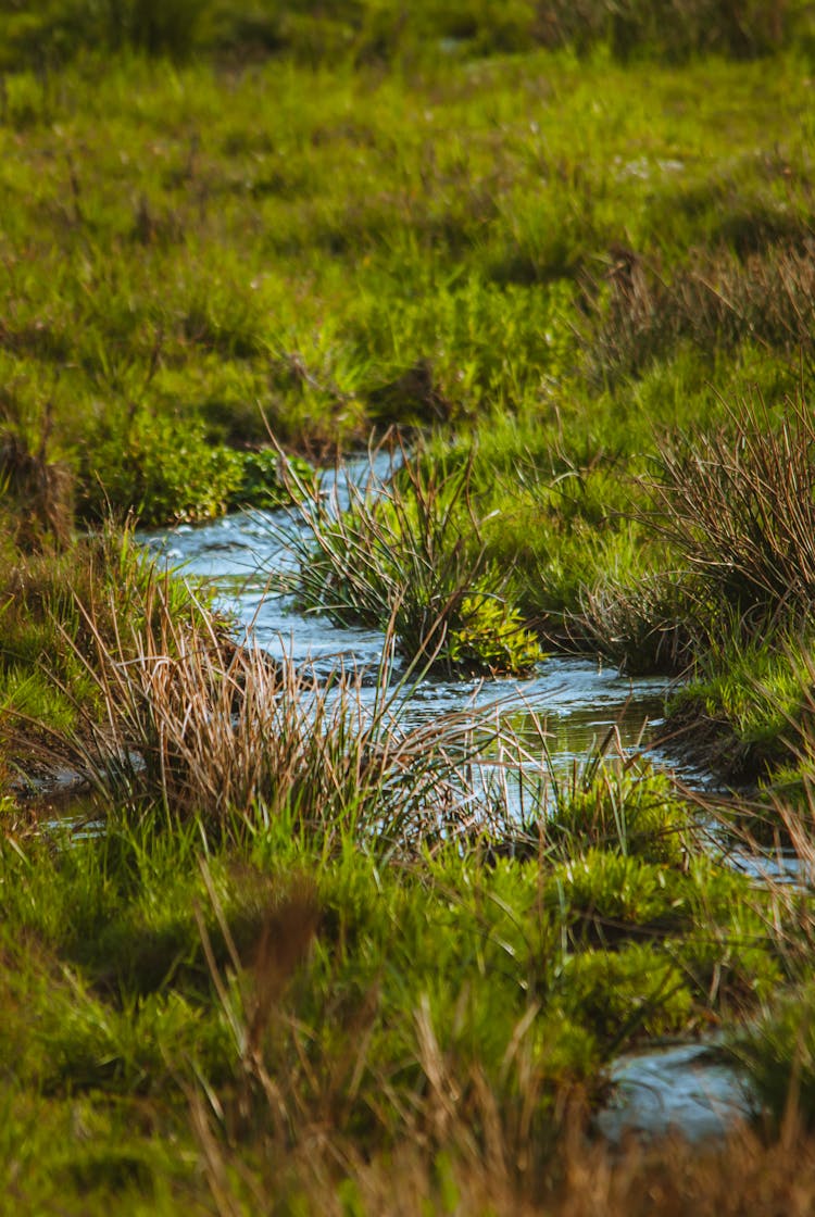 Green Grass With Flowing Water