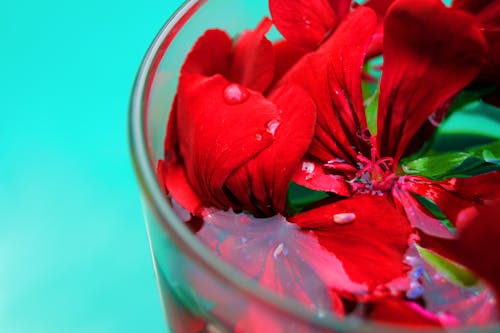Free Close-up Photo of Red Petaled Flowers Stock Photo