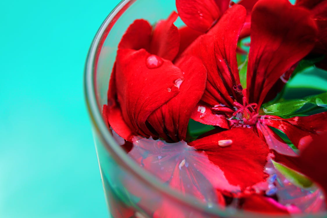 免费 红色的花瓣花的特写照片 素材图片