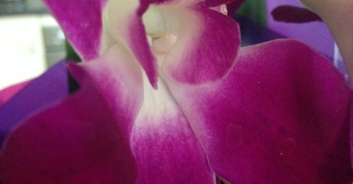 Free stock photo of flower, flowers, purple flowers