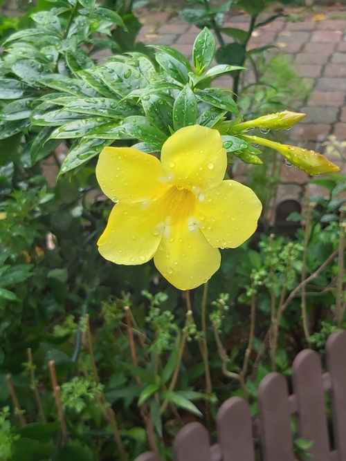Free Nature Stock Photo
