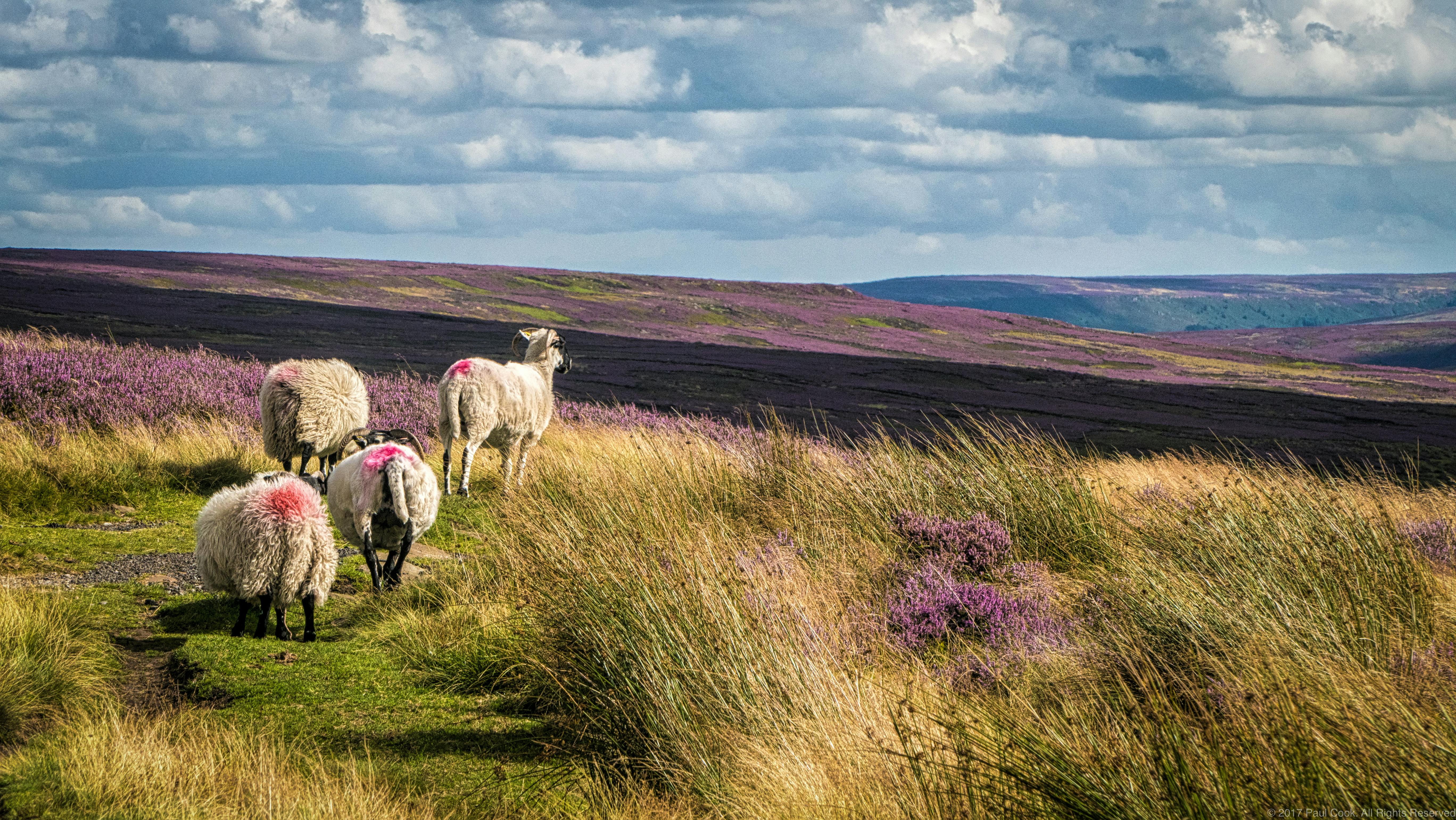 Free stock photo of england, heather, landscape