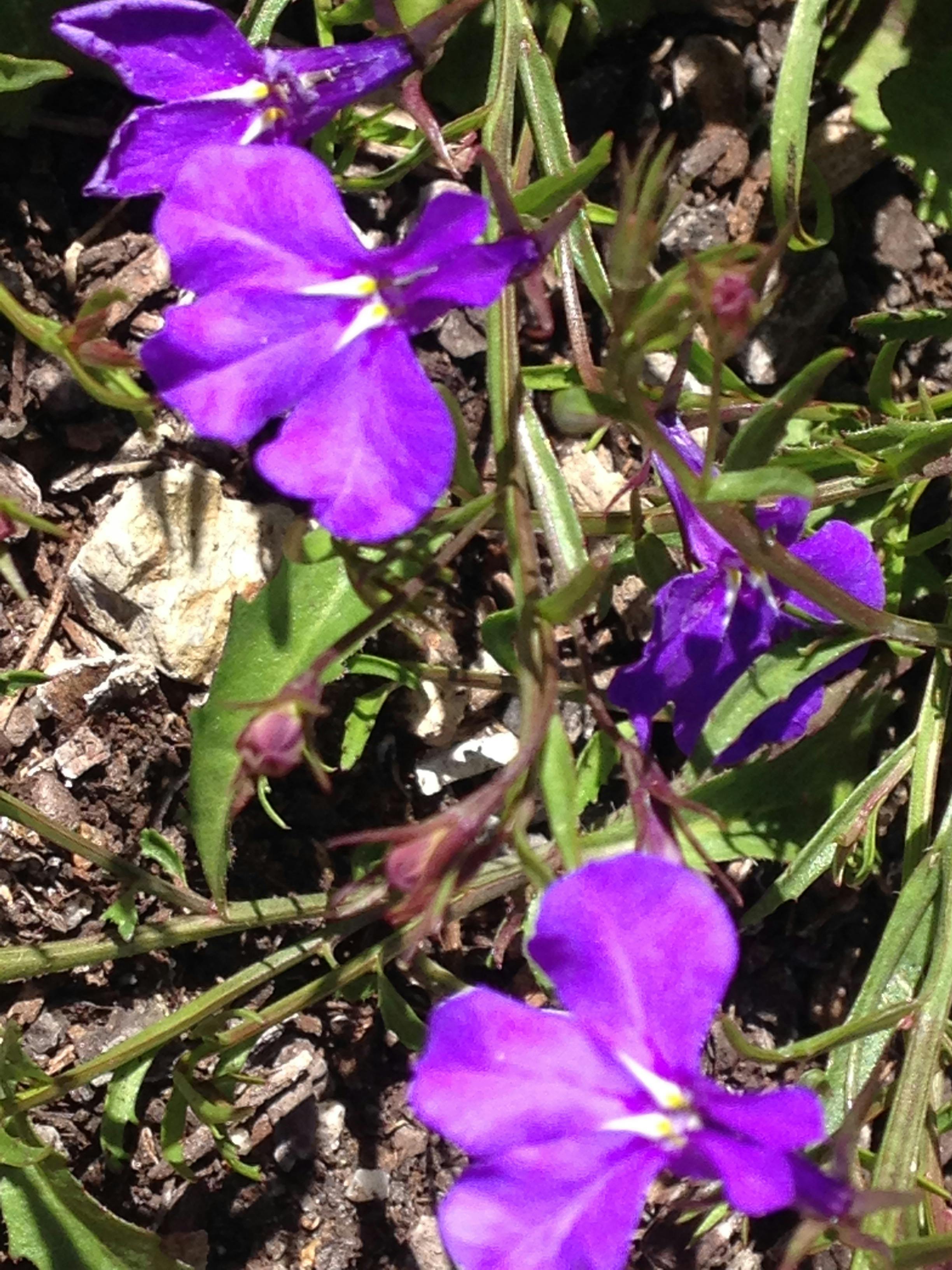 Free stock photo of flower, flowers, purple flowers