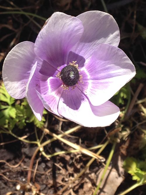 Free stock photo of flower, light purple, purple flowers Stock Photo