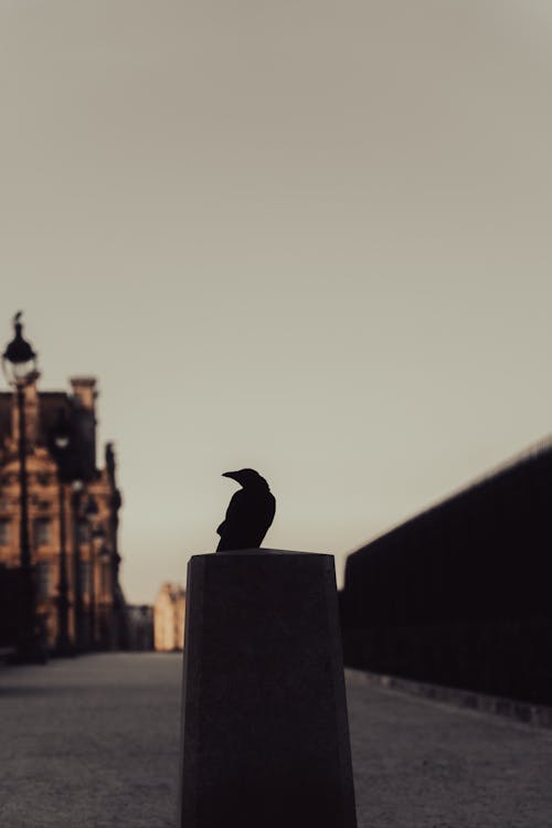 Silhouette of a Crow Perching on a Concrete Post in the Street 