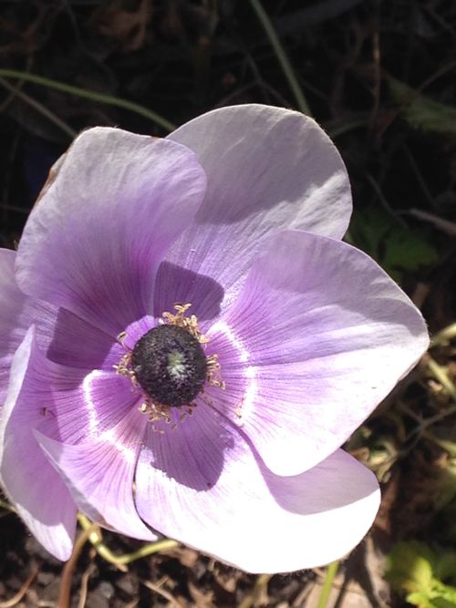 Free stock photo of flower, light purple, purple flowers Stock Photo