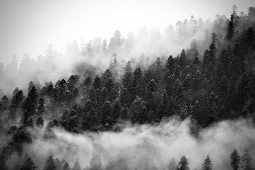An Aerial Shot of a Foggy Forest