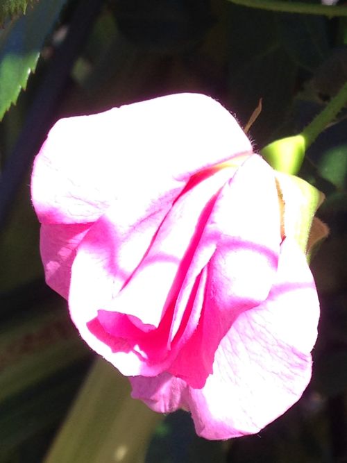 Free stock photo of flower, rosebuds Stock Photo