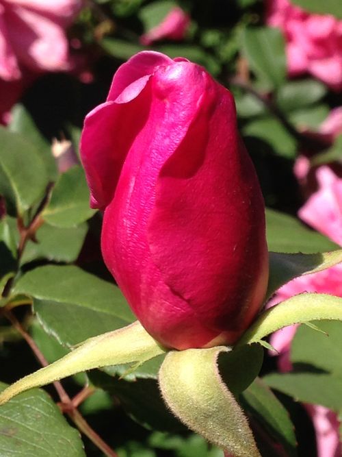 Free stock photo of flower, red flowers, rosebuds Stock Photo