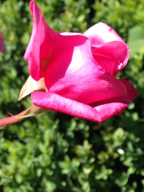 Free stock photo of flower, red flowers, rosebuds Stock Photo