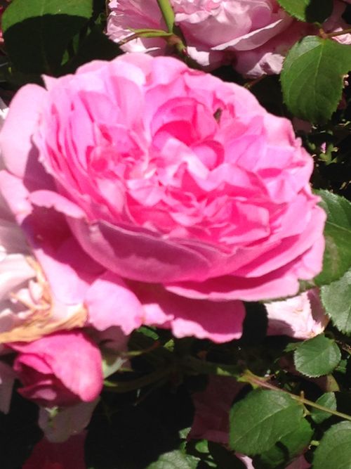Free stock photo of flower, flowers, rose Stock Photo