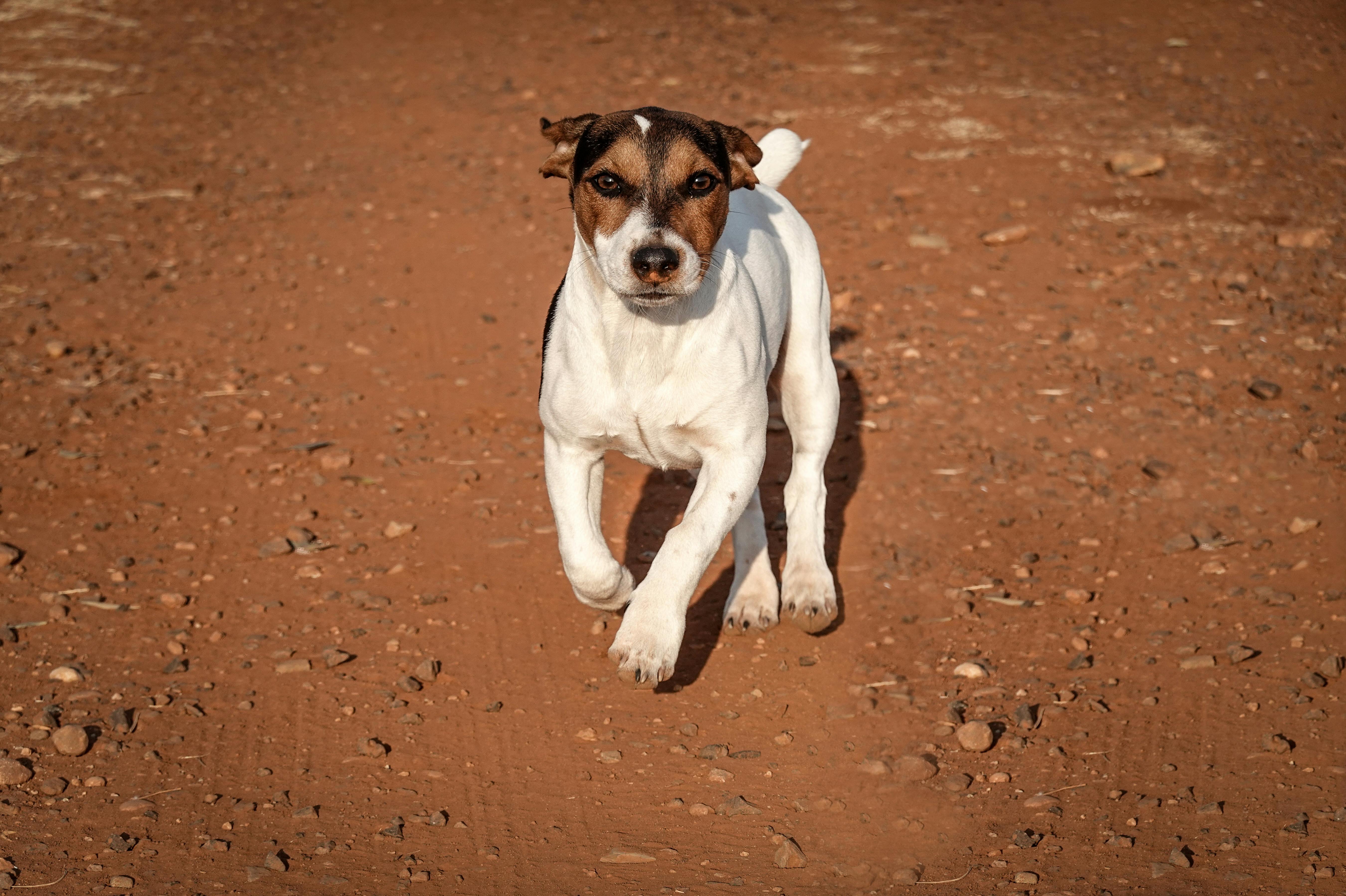 close up shot of a jack russell terrier