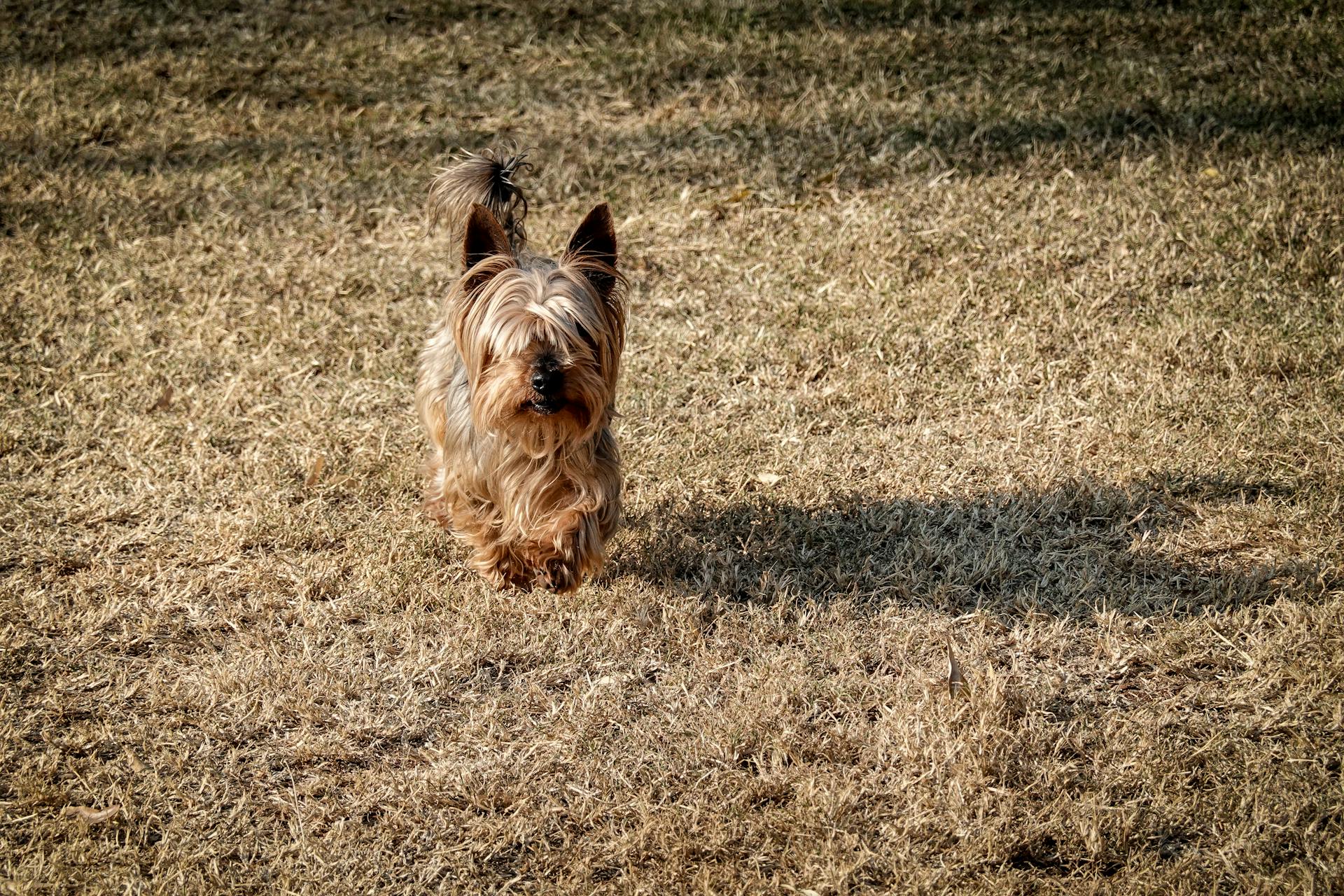 En terrier på gräset