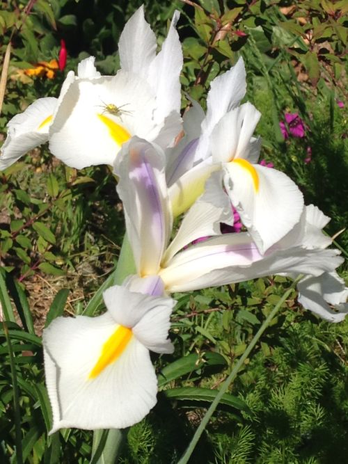 Free stock photo of flower Stock Photo