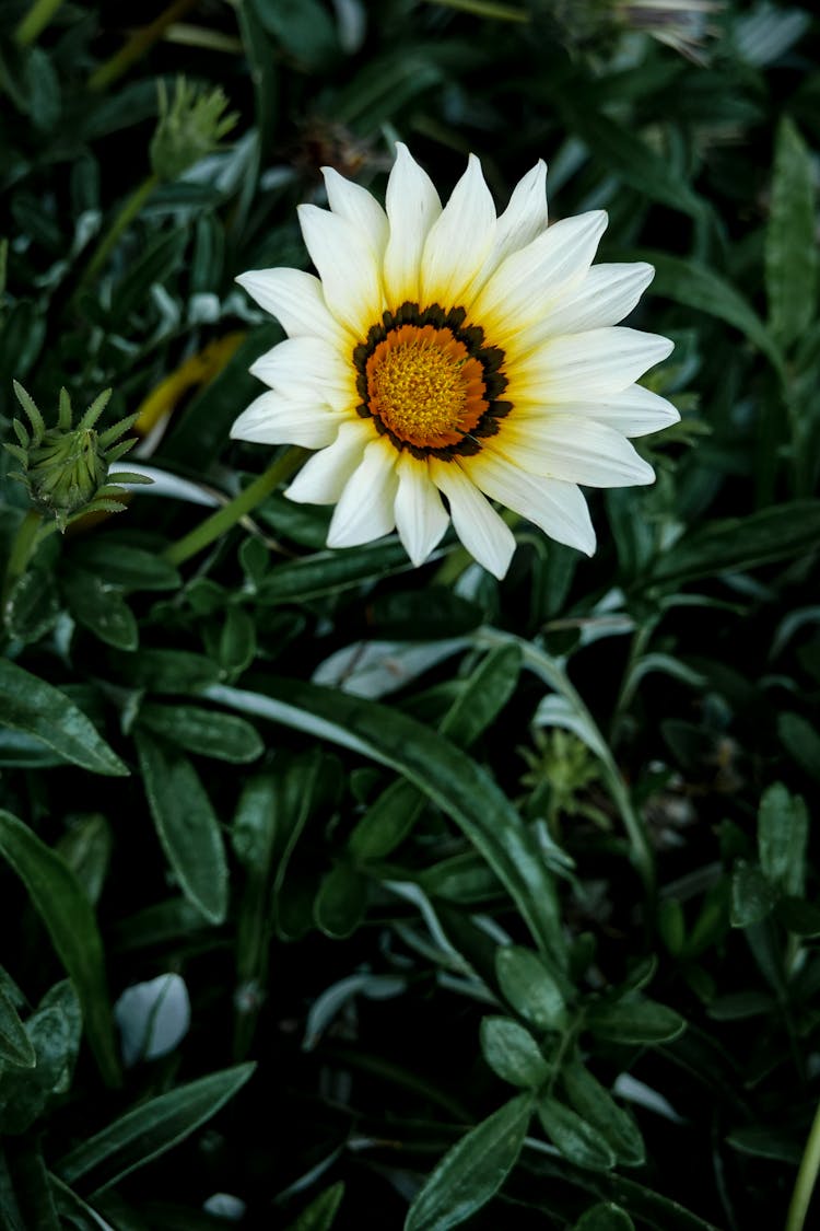 Close Up Photo Of A Flower