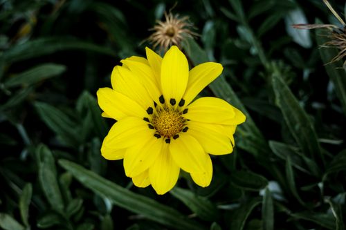 Free Close-up of a stunning yellow Gazania flower surrounded by lush green foliage. Stock Photo