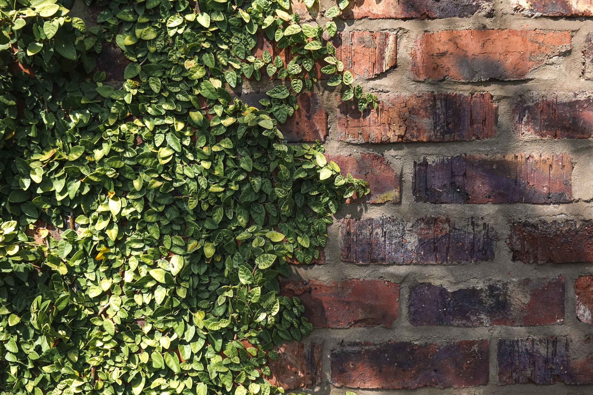 A vibrant display of green vines creeping over a rustic red brick wall in bright daylight.