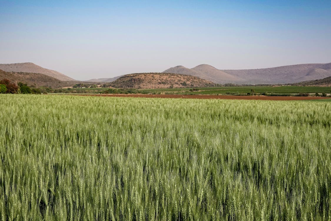 Foto profissional grátis de agricultura, campo de trigo, chácara