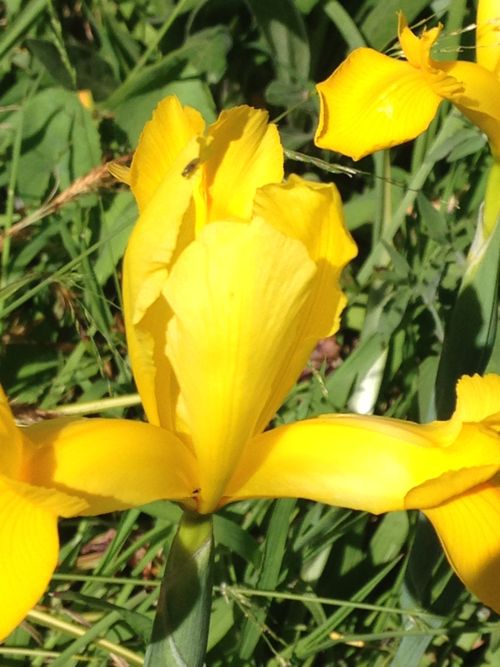 Free stock photo of flower, flowers, yellow flower Stock Photo