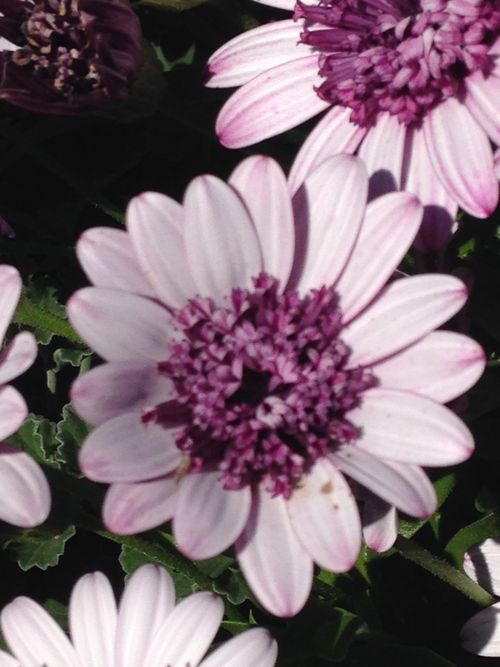 Free stock photo of flower, flowers, light purple Stock Photo
